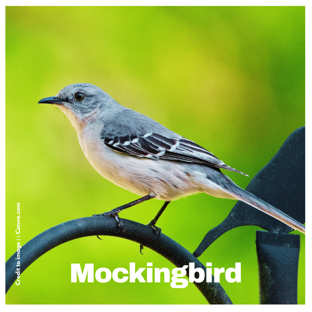 Mockingbird - Prakriti Darshan Nature and Environment Magazine 
