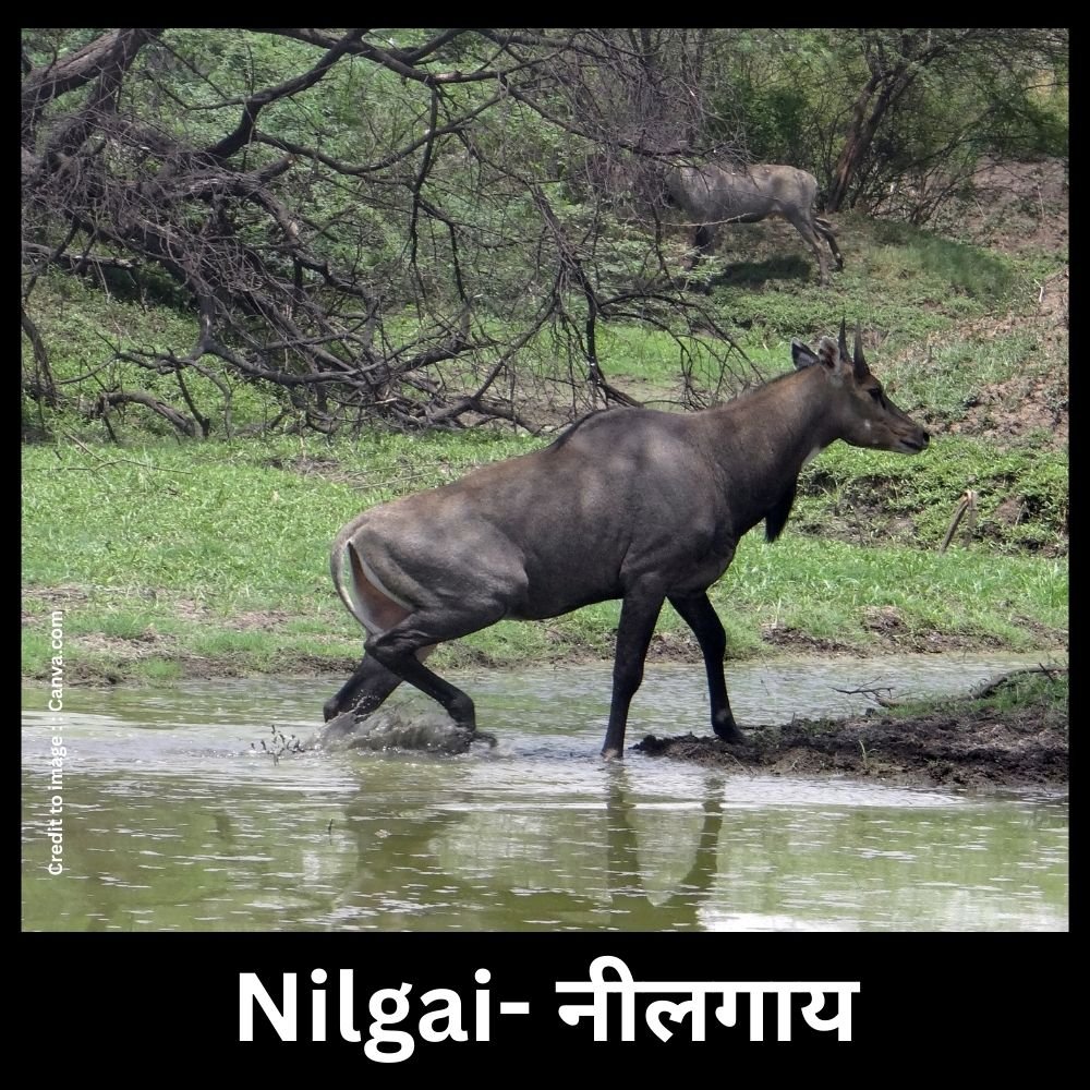 Nilgai- Prakriti Darshan Nature and Environment Magazine 