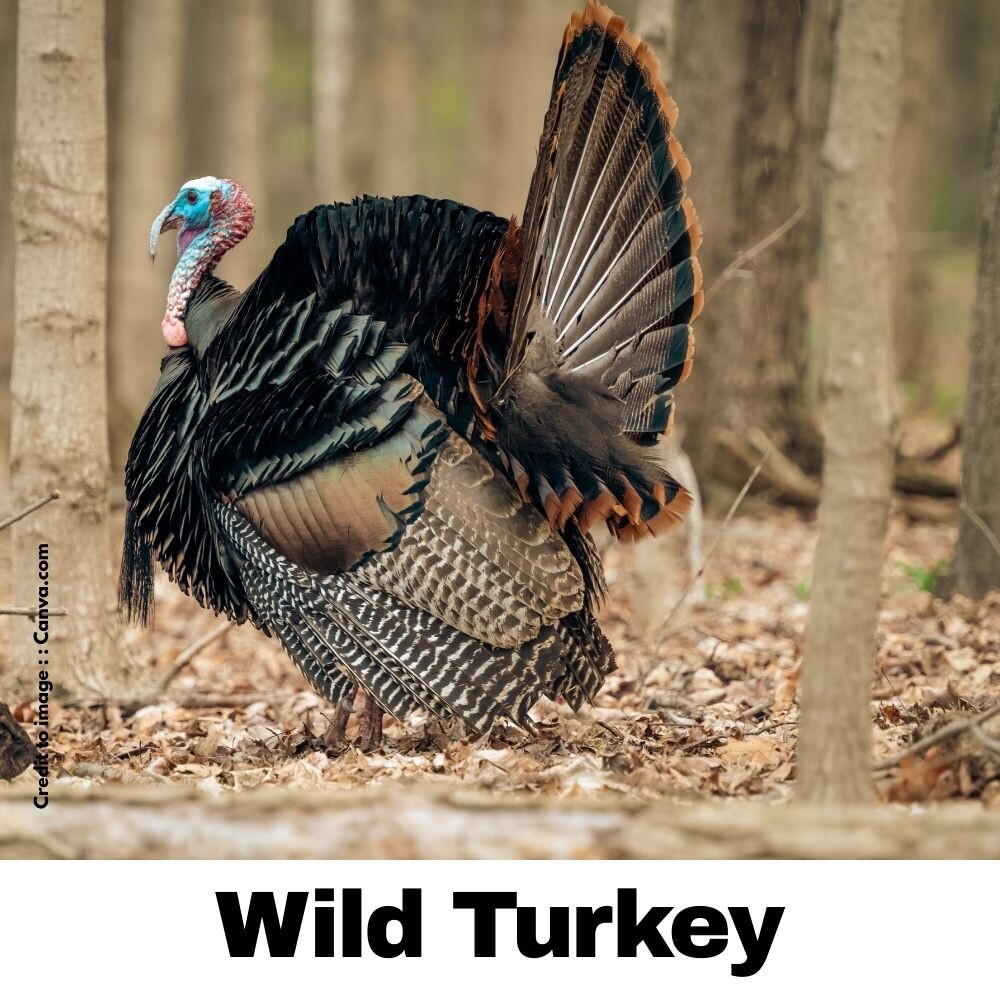 Wild Turkey - Prakriti Darshan Nature and Environment Magazine 