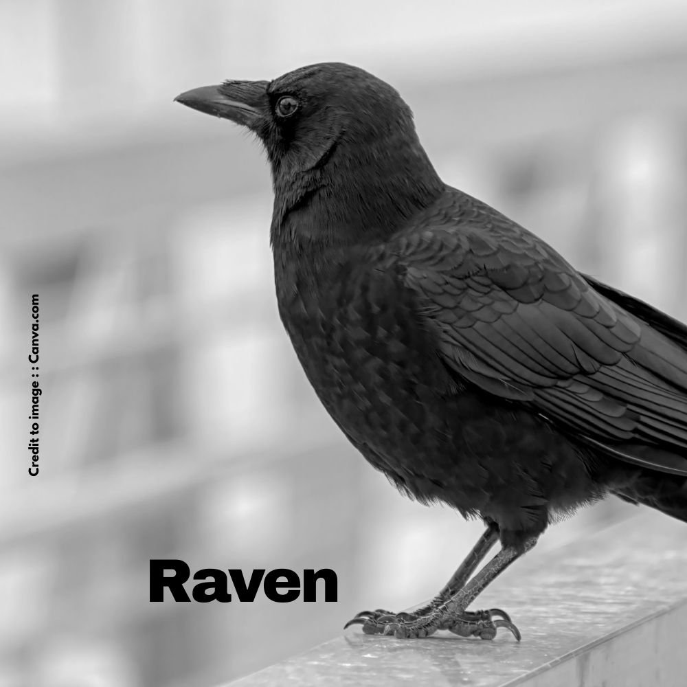 Raven- Prakriti Darshan Nature and Environment Magazine 