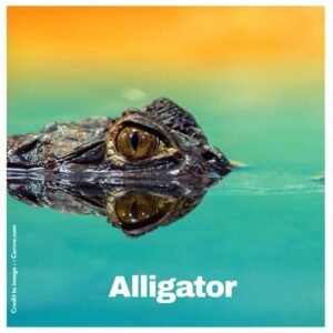 Alligator - Prakriti Darshan Nature and Environment Magazine