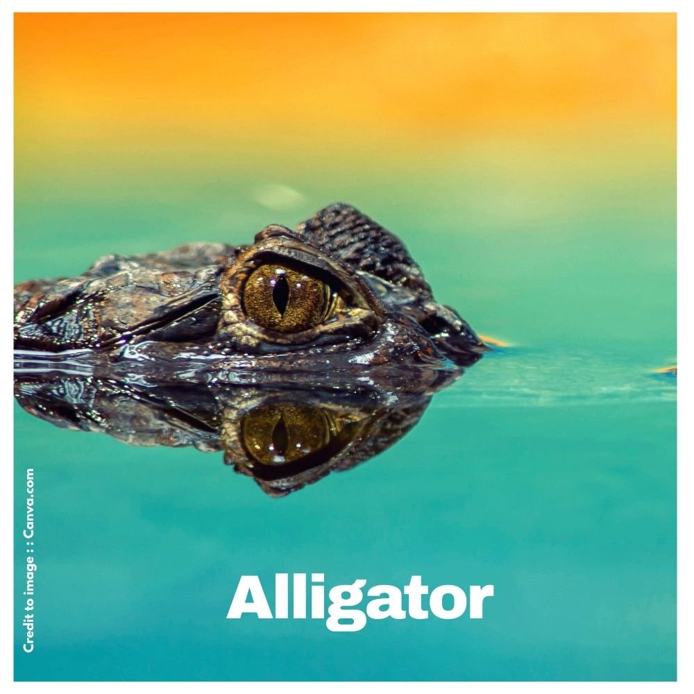 Alligator - Prakriti Darshan Nature and Environment Magazine