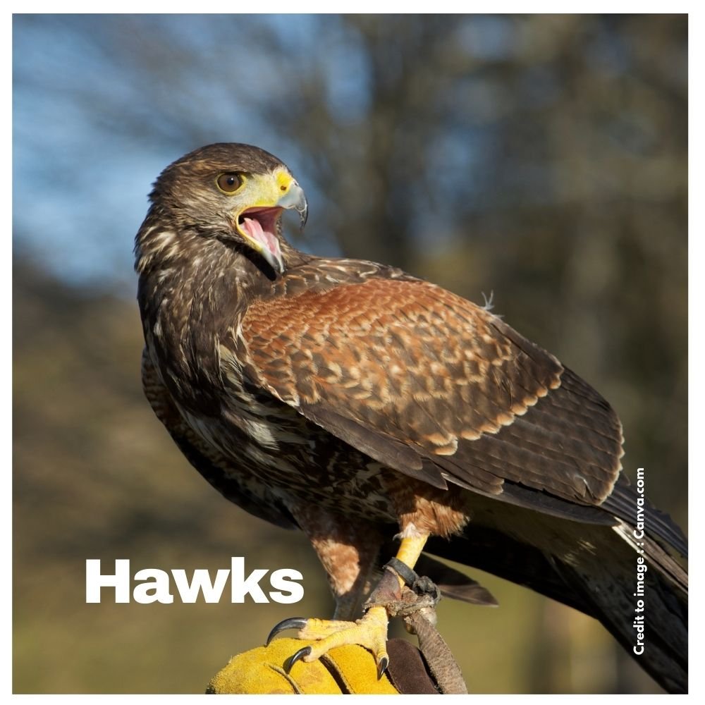 Hawks - Prakriti Darshan Nature and Environment Magazine 