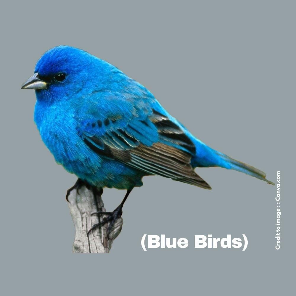 Blue Birds - Prakriti Darshan Nature and Environment Magazine