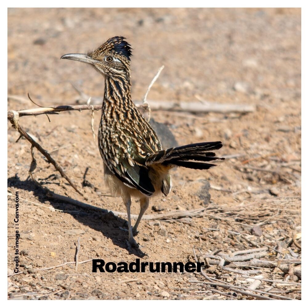 Roadrunner - Prakriti Darshan Nature and Environment Magazine