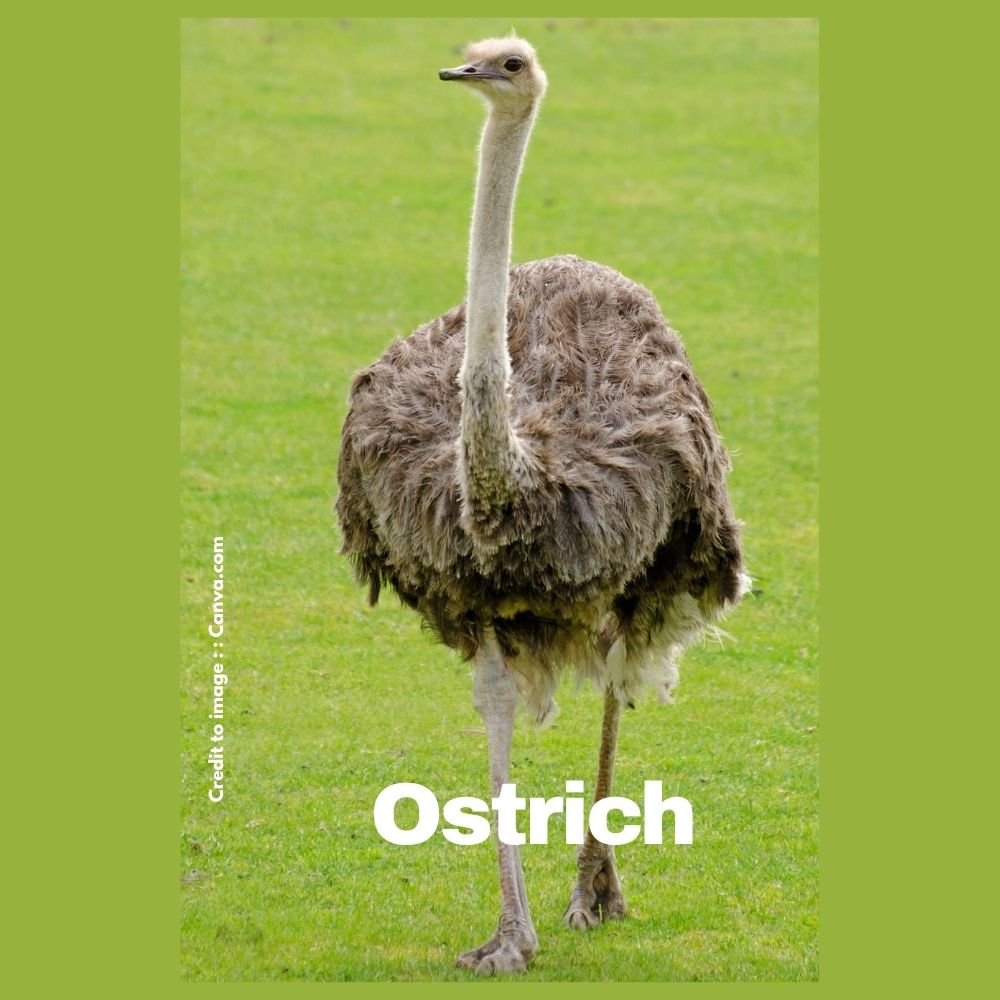Ostrich - Prakriti Darshan Nature and Environment Magazine
