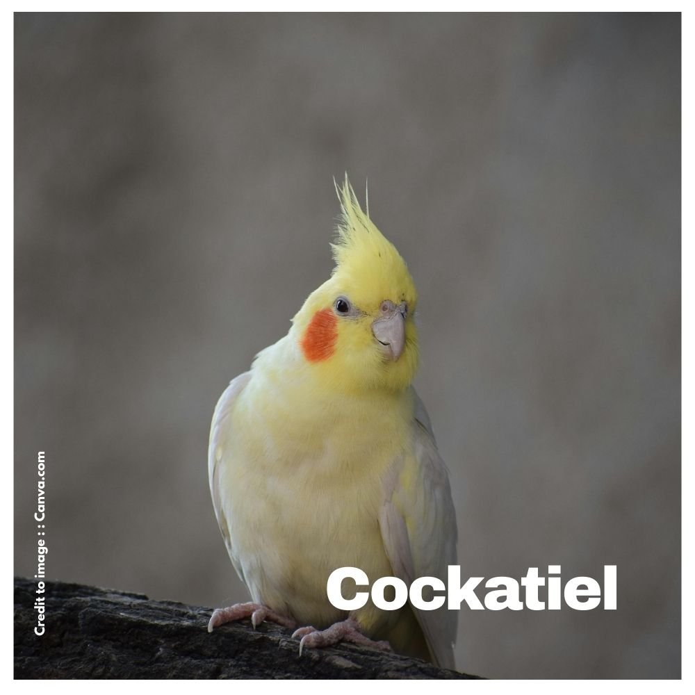Cockatiel - Prakriti Darshan Nature and Environment Magazine