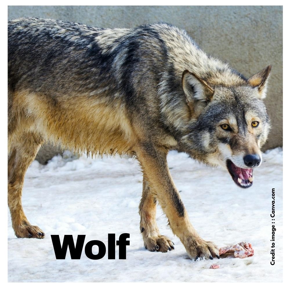 Wolf - Prakriti Darshan Nature and Environment Magazine