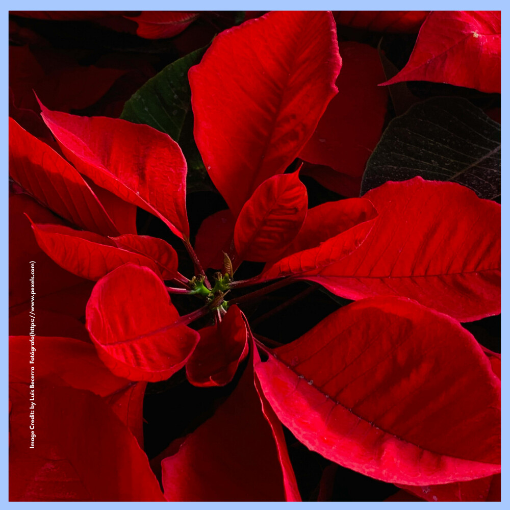 Poinsettia Flowers