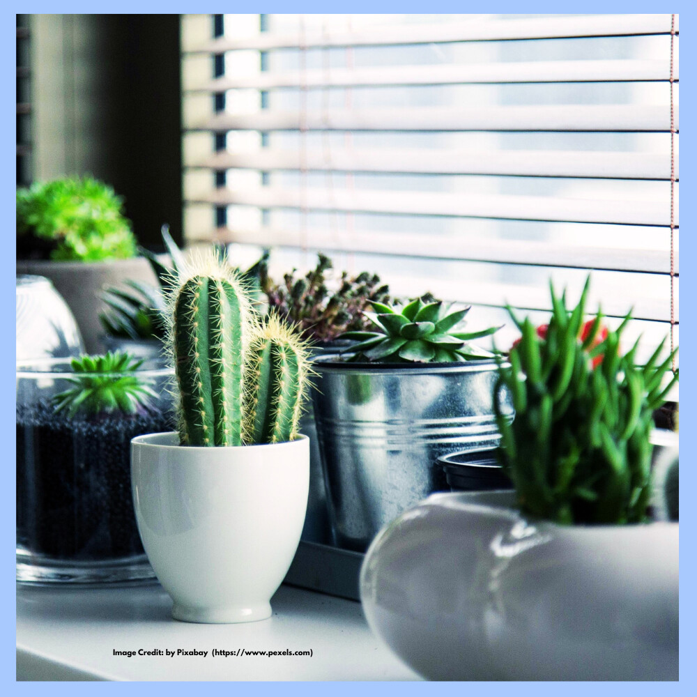 Indoor Plants