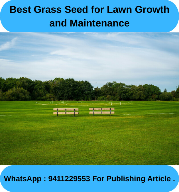 Garden Grass Seed
