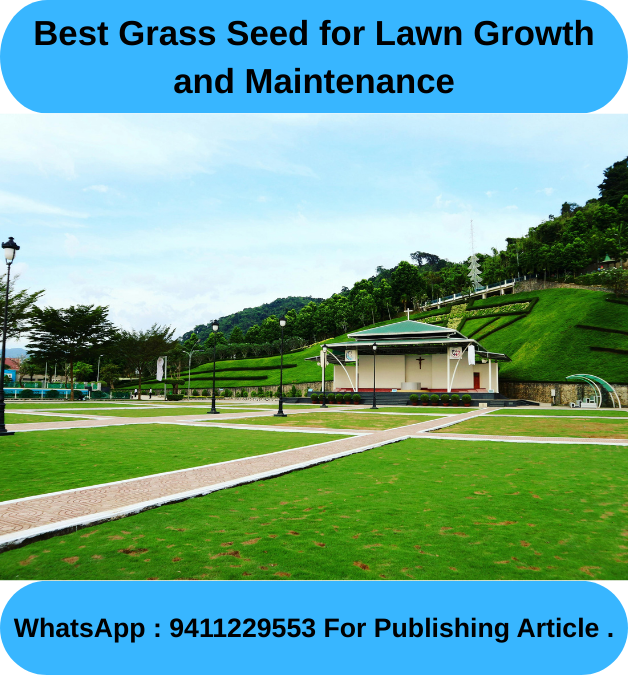Garden Grass Seed