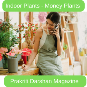 Indoor Plants - Money Plants