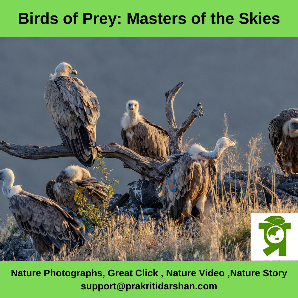 Birds of Prey