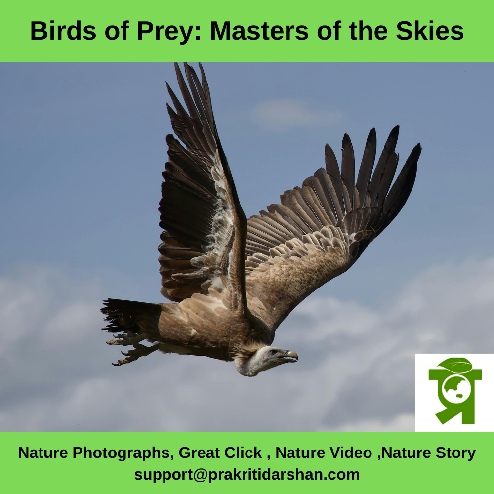 Birds of Prey