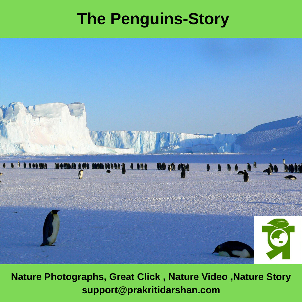 The Penguins