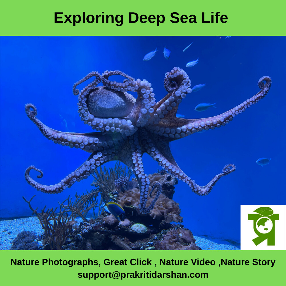 Deep Sea Life