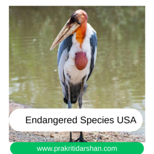 Endangered Species USA