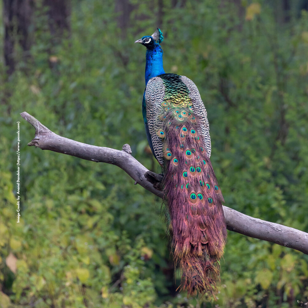 Peacock
