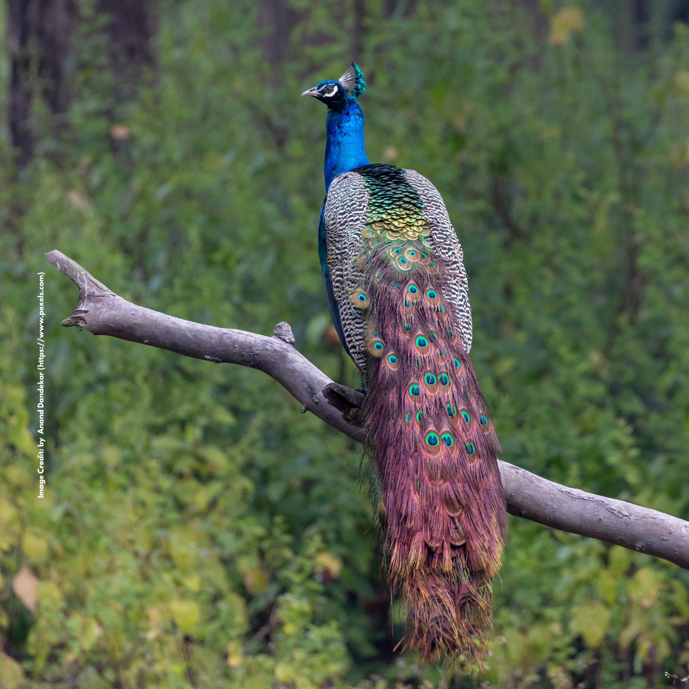 Peacock