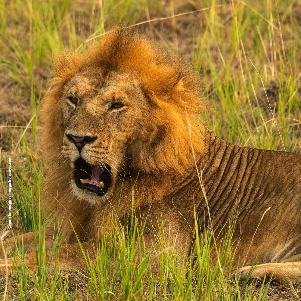 African Lion