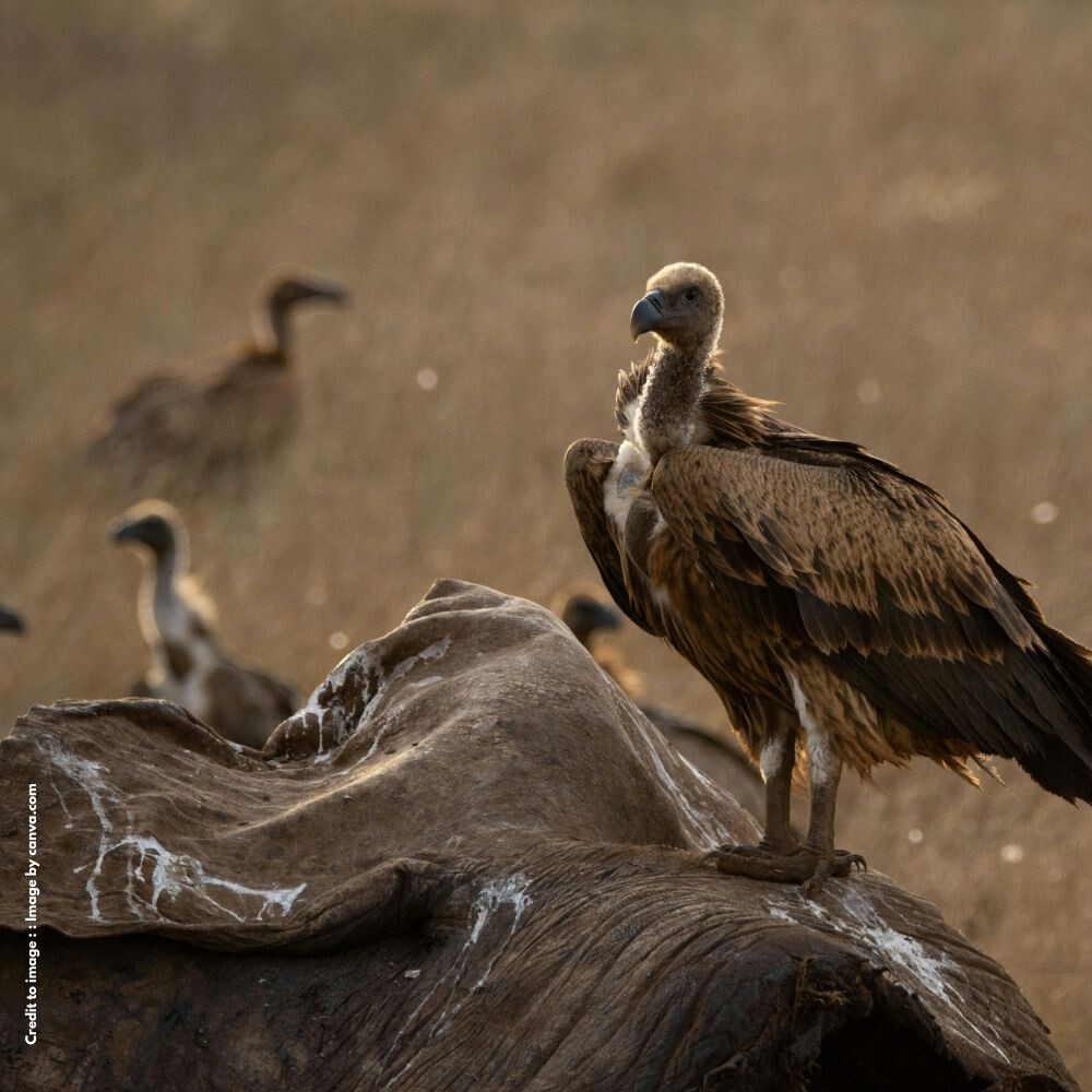 Vulture
