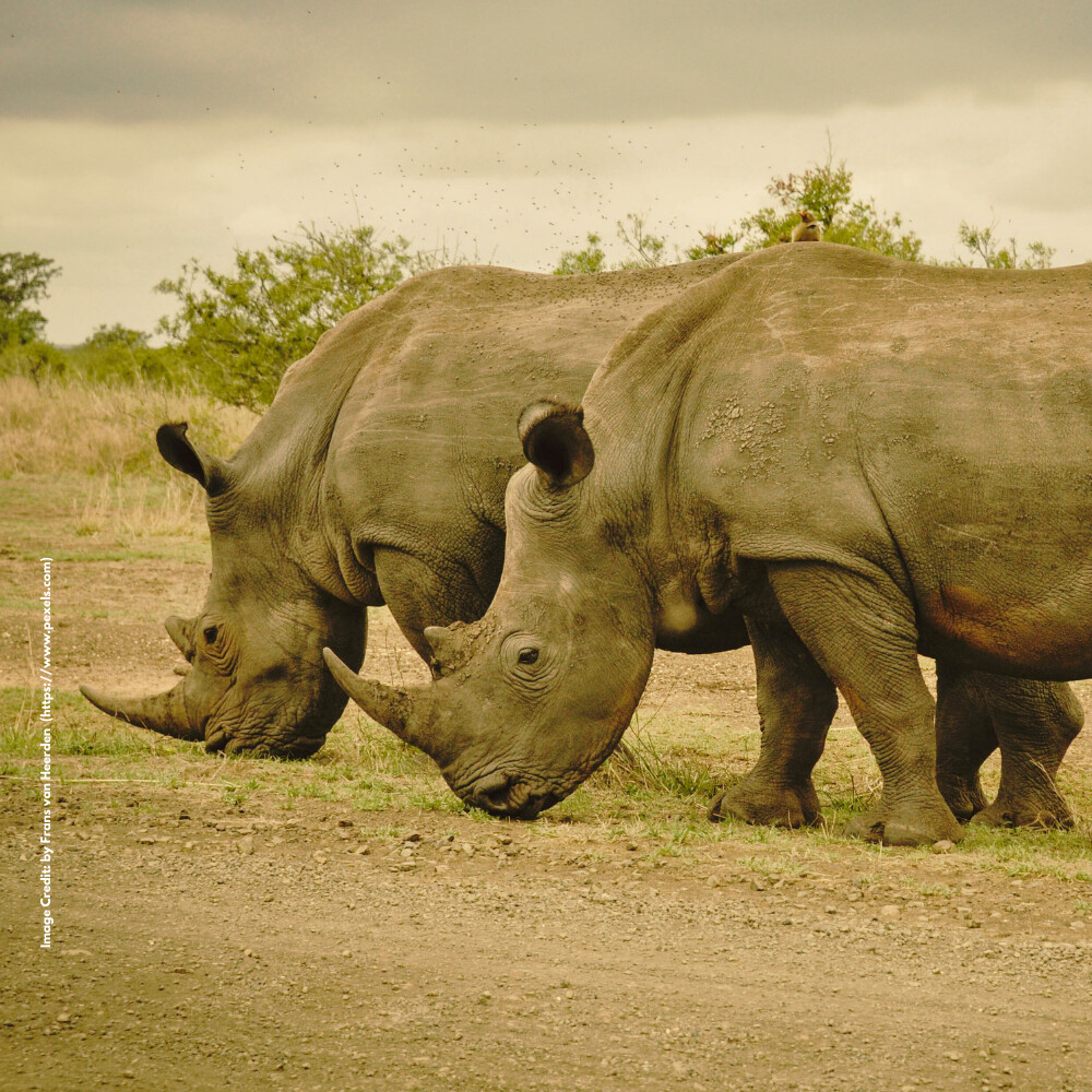 Javan Rhino