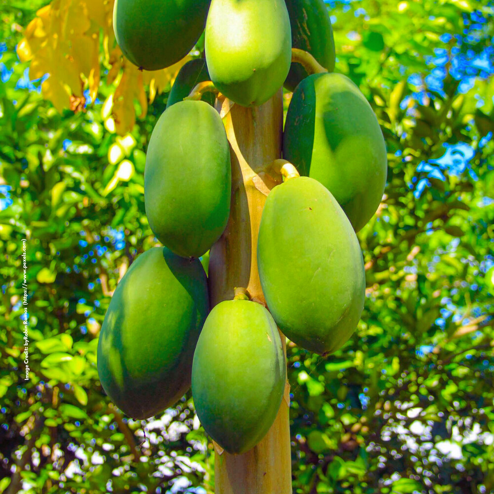 Papaya