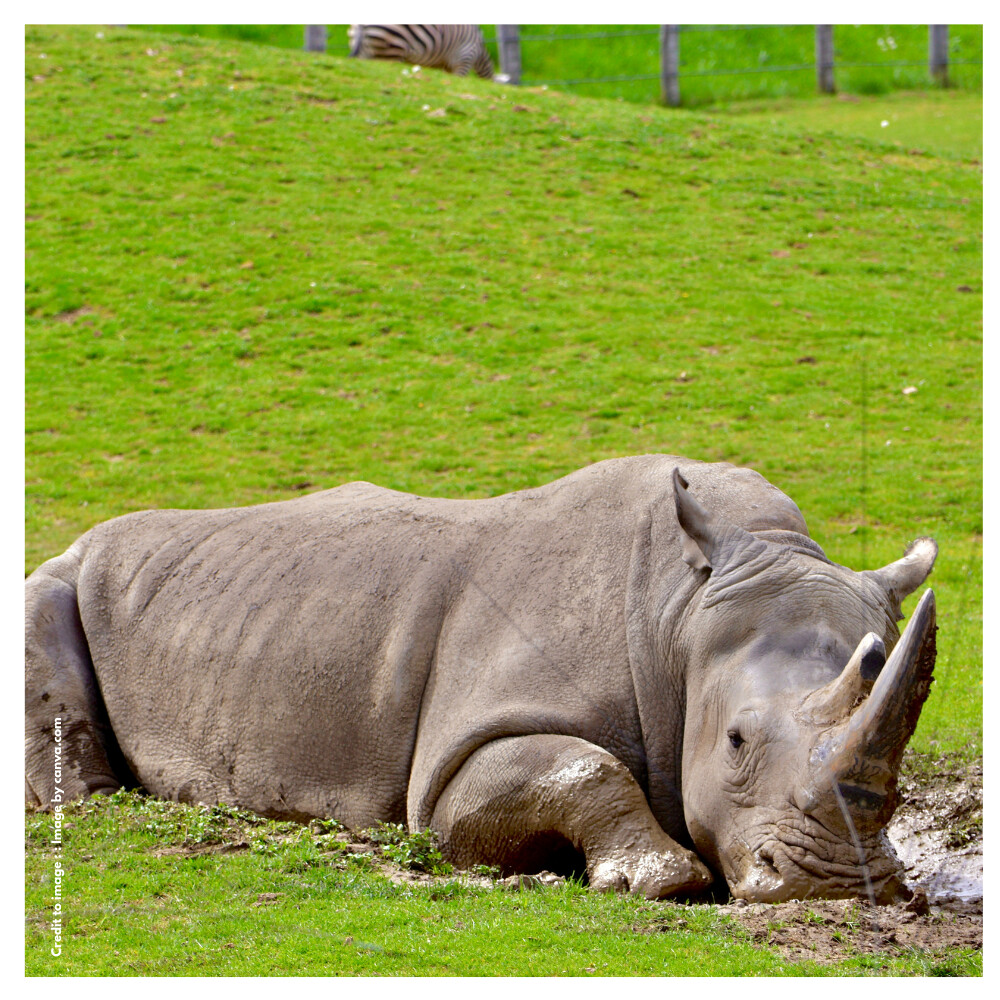 Indian Rhinoceros