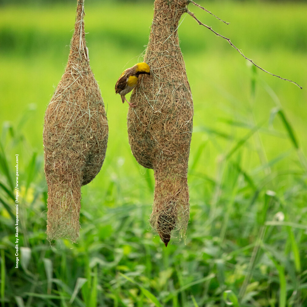 Baya Weaver
