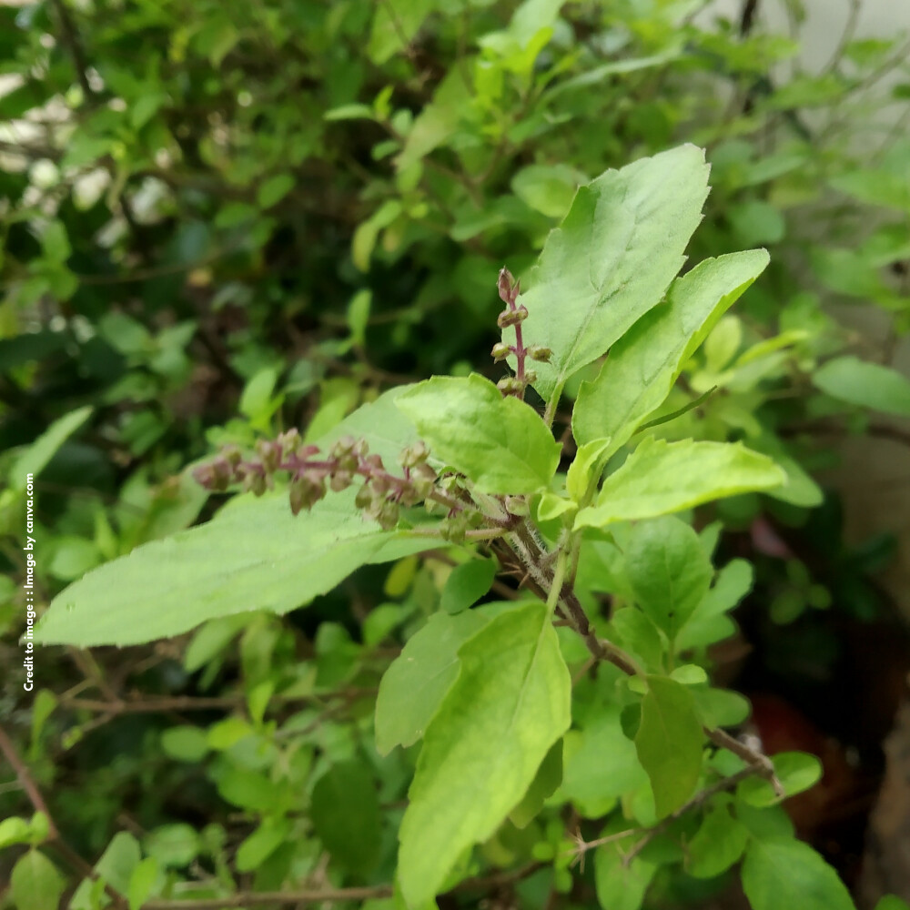 Tulasi