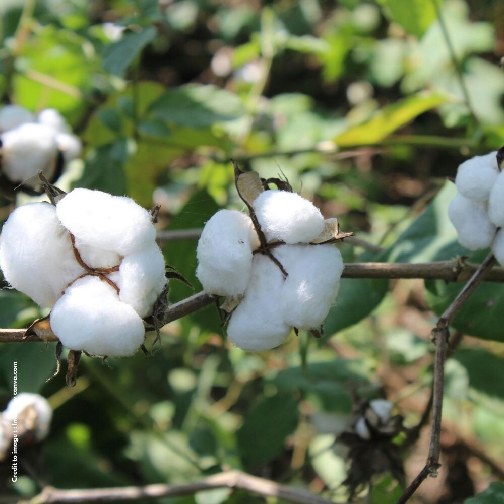 COTTON

