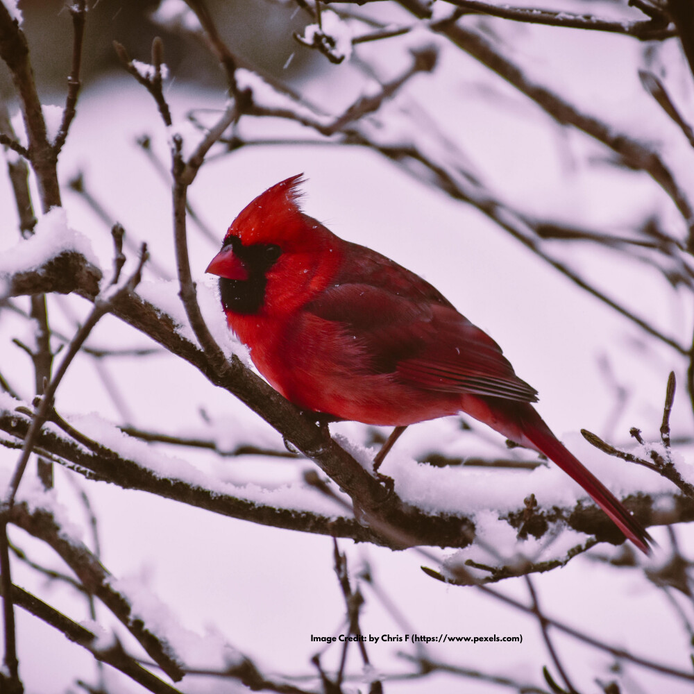 Red Bird