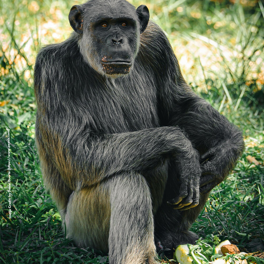 Bonobo