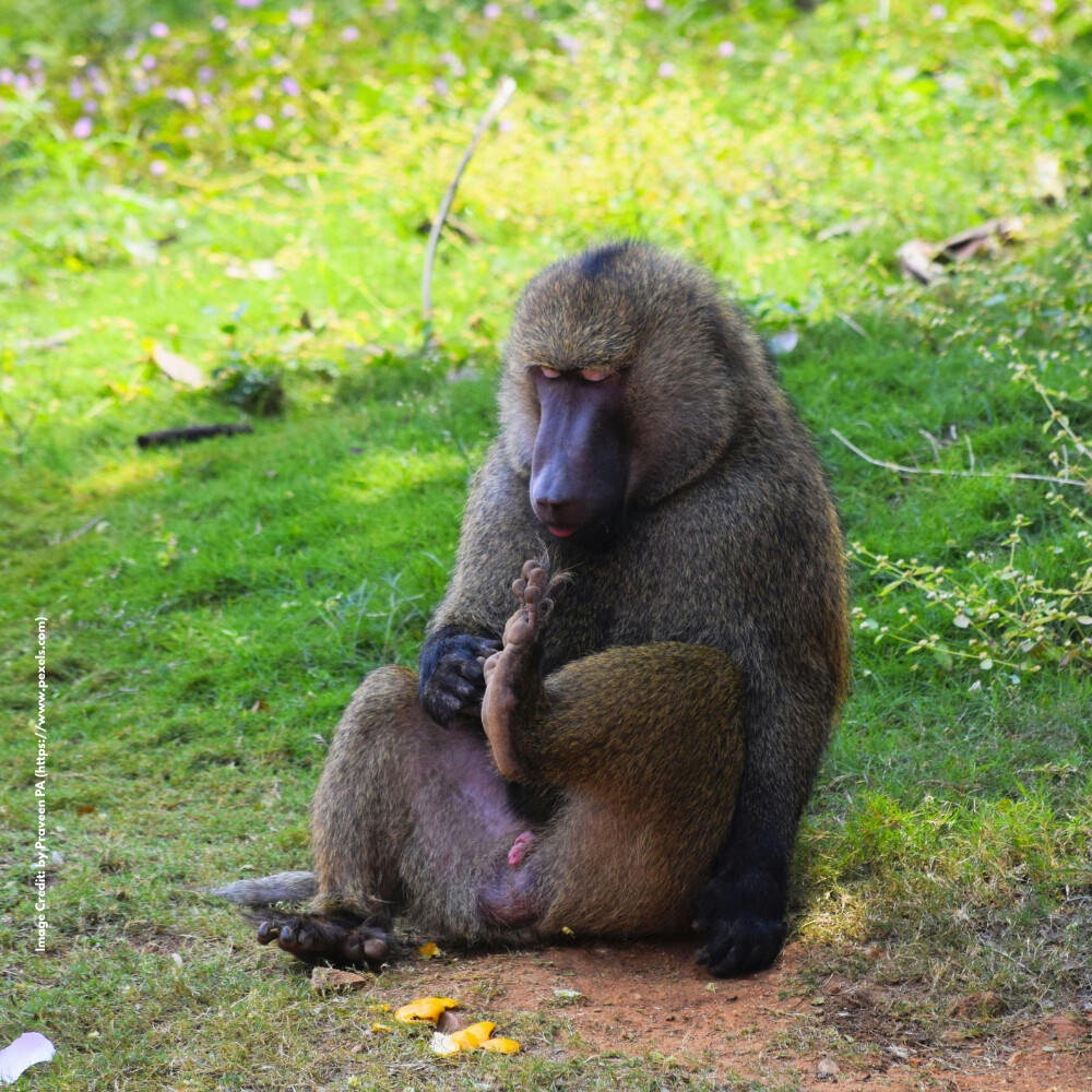 Baboon