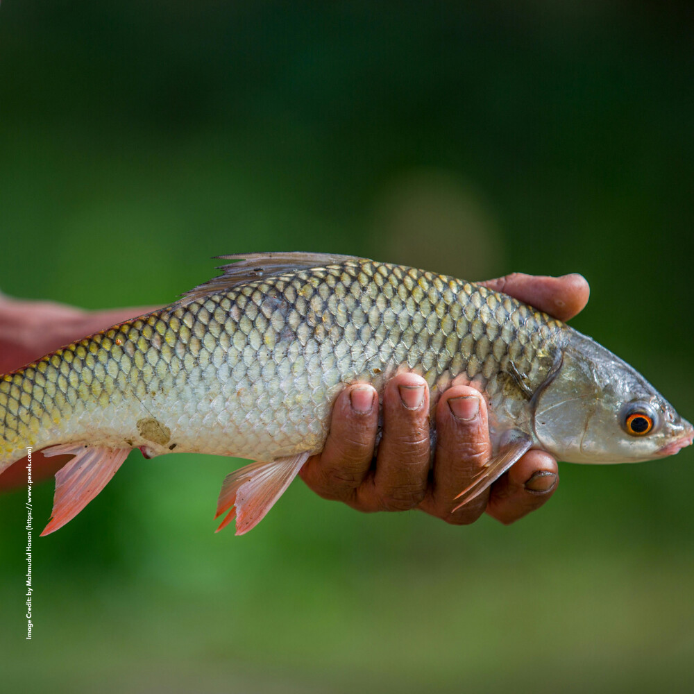Rohu fish