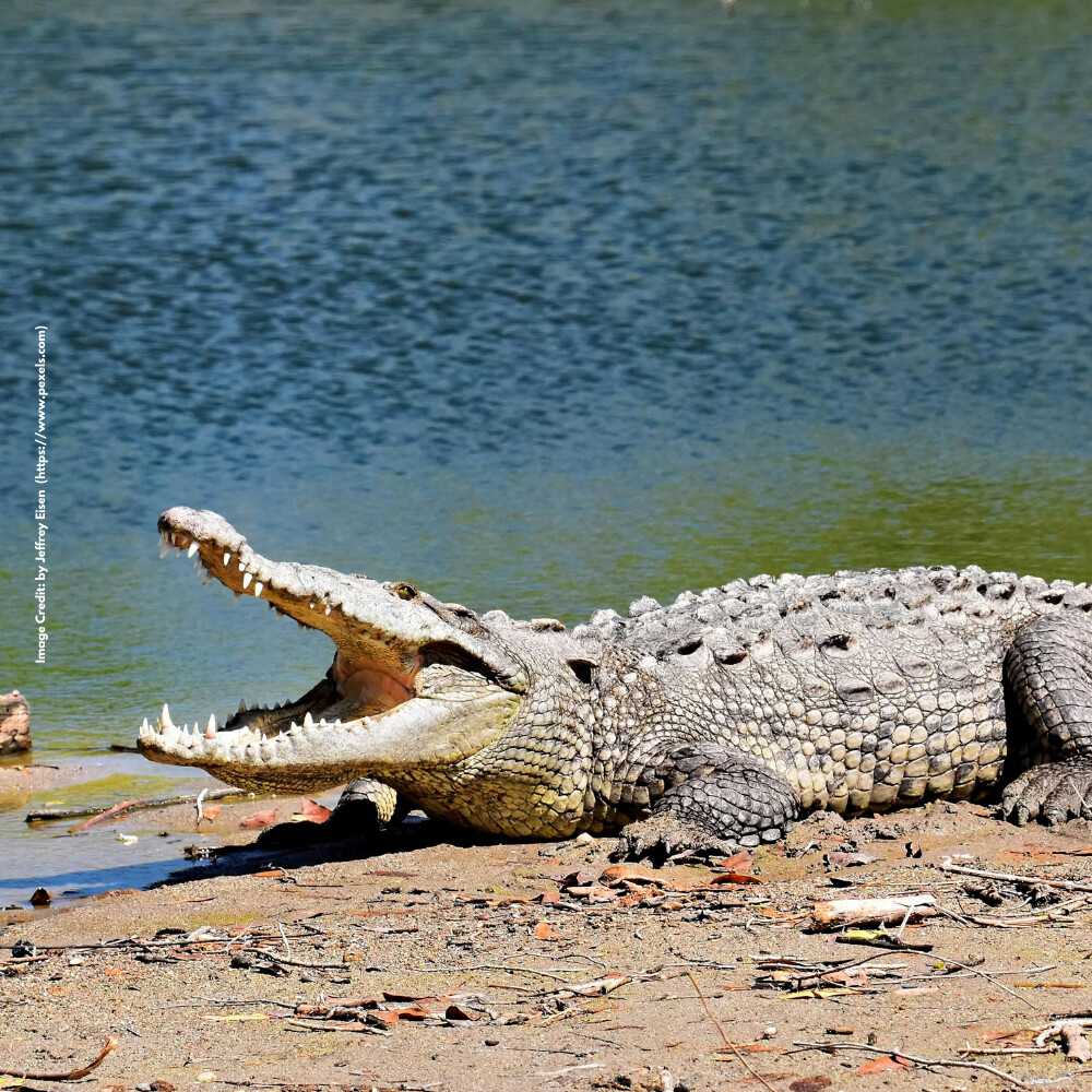 Crocodile