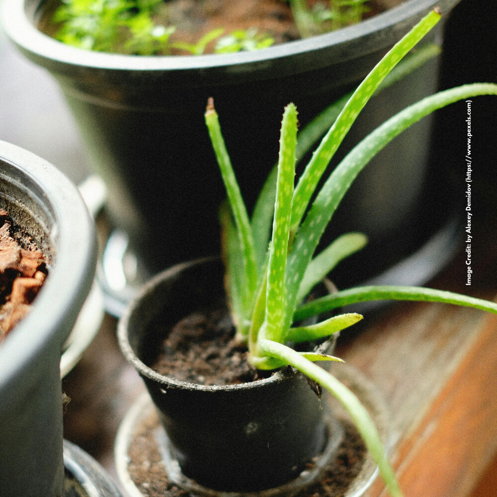 Aloe vera