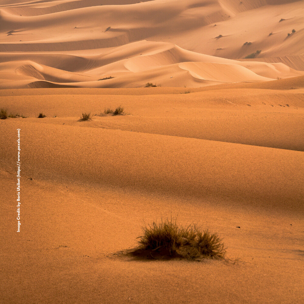 Desert Ecosystem
