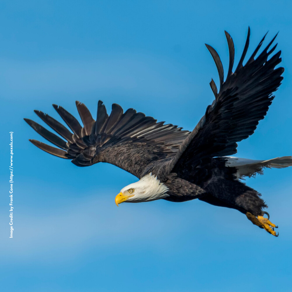 Eagle