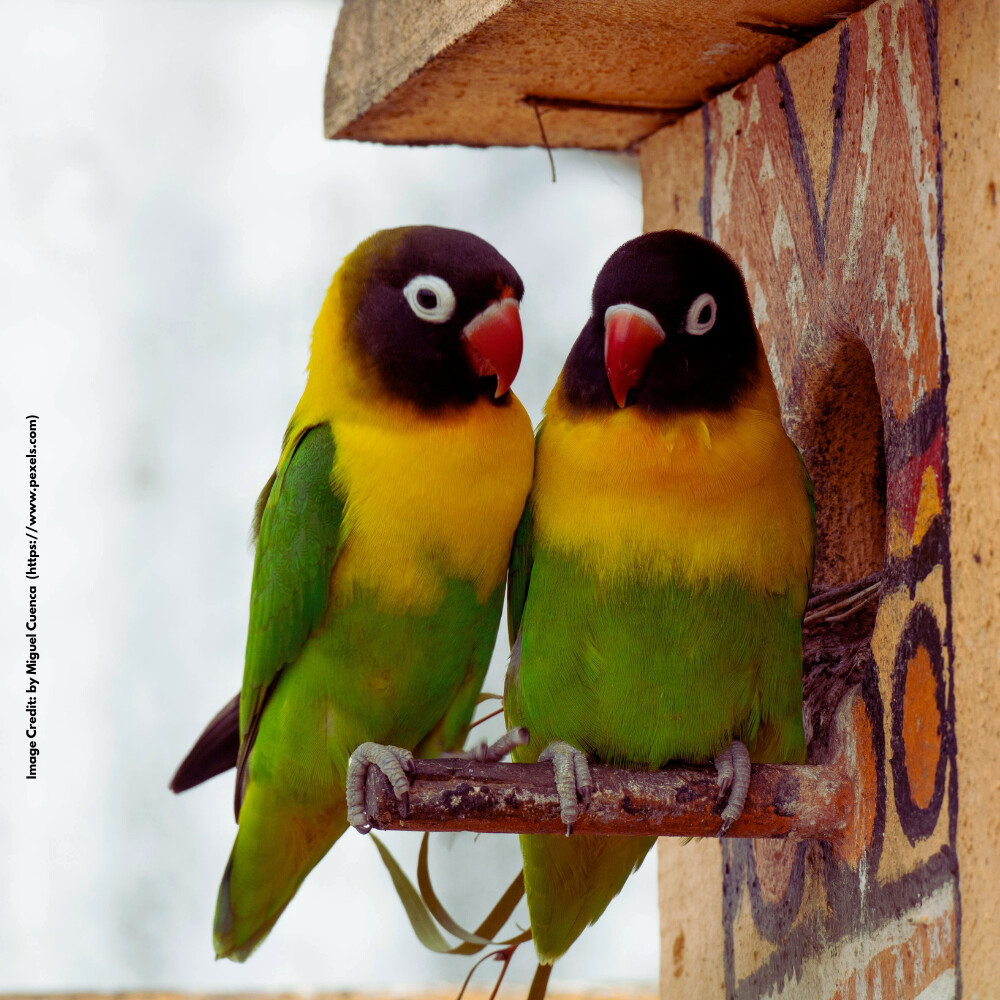 Lovebirds