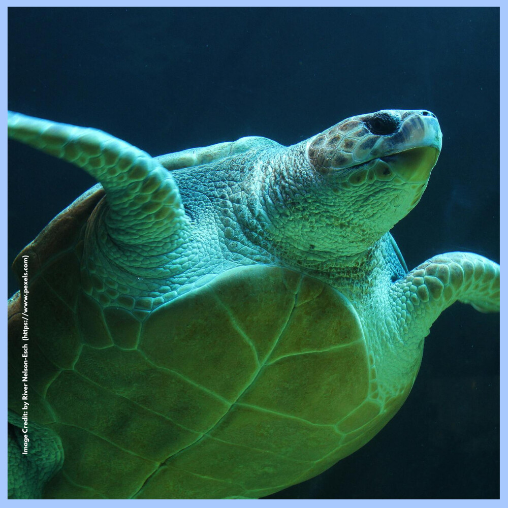 Green Turtle