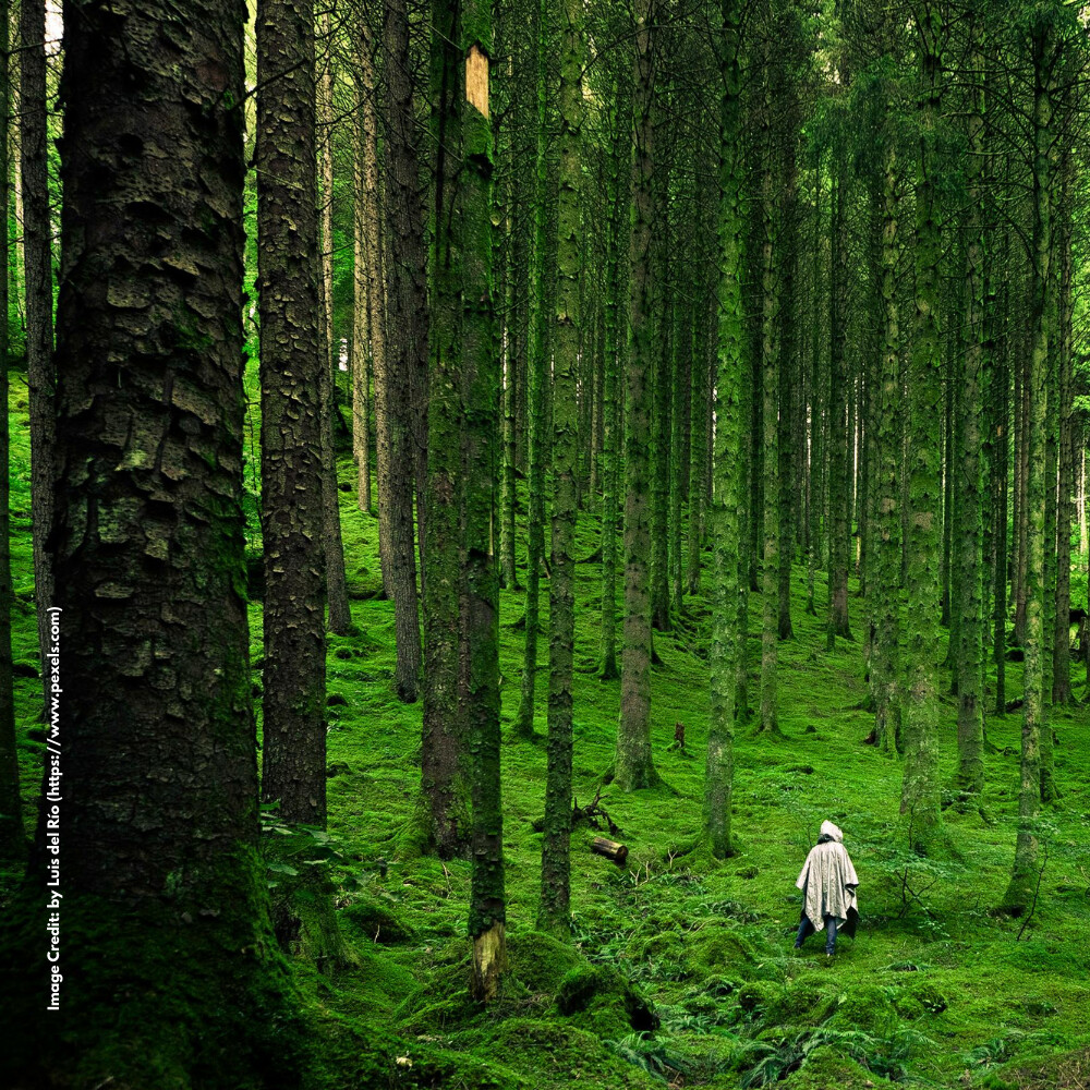 Forest Resources