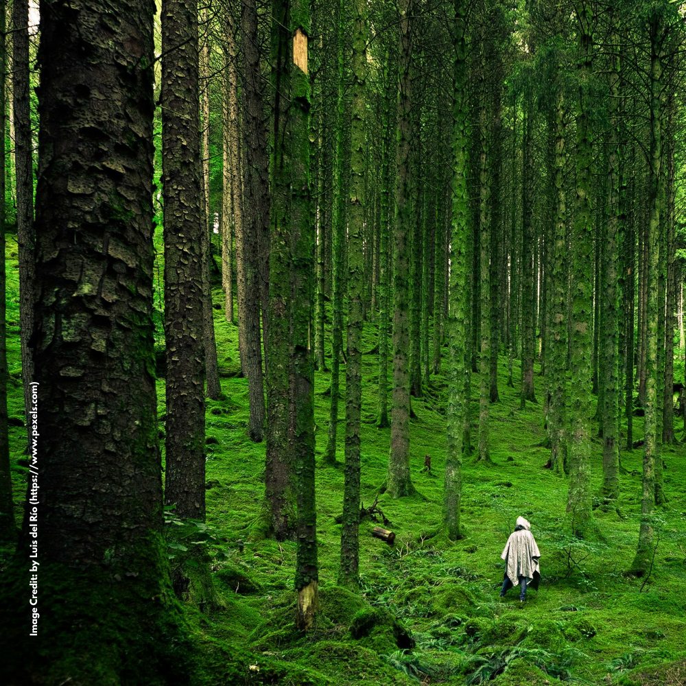 Forest Resources