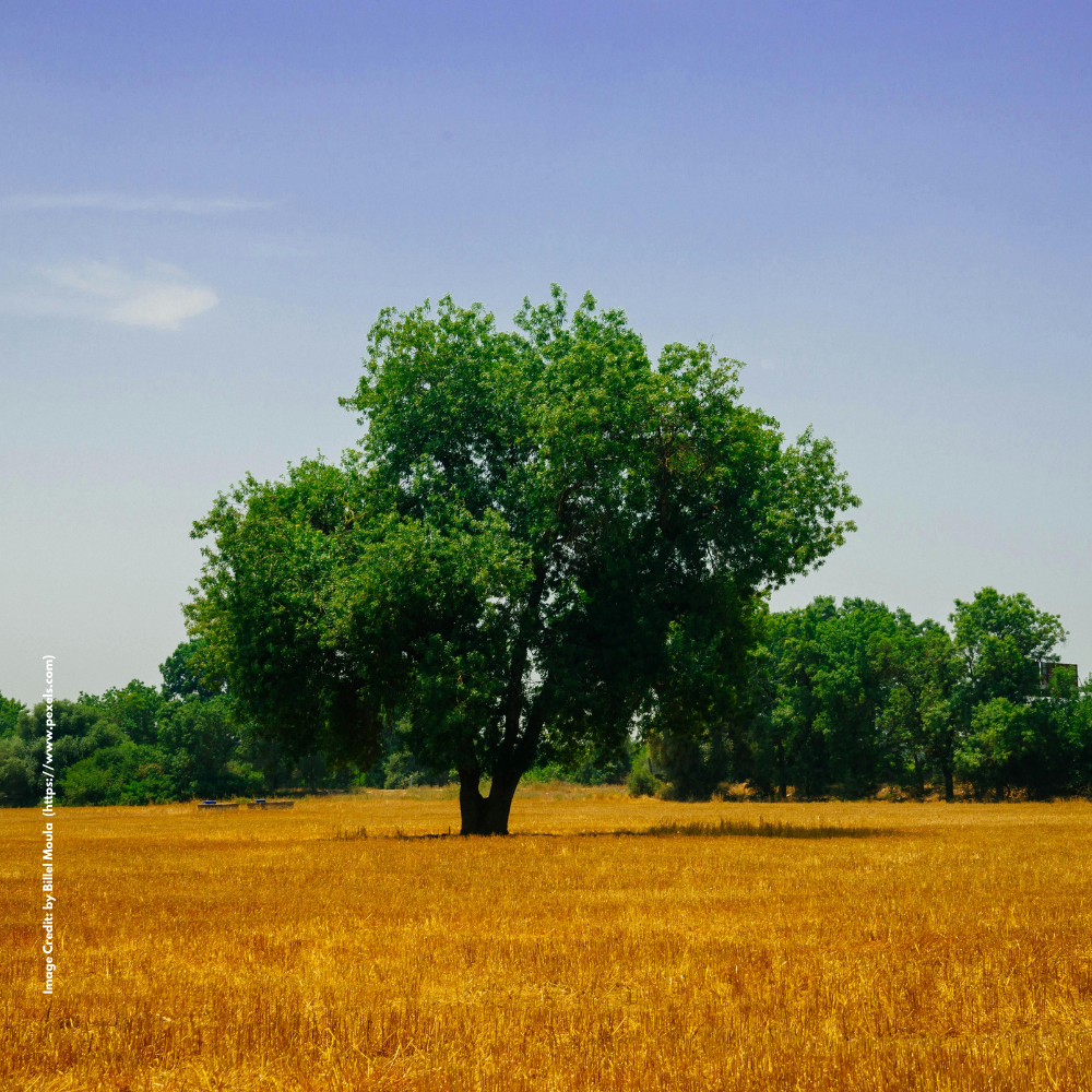 Agroforestry
