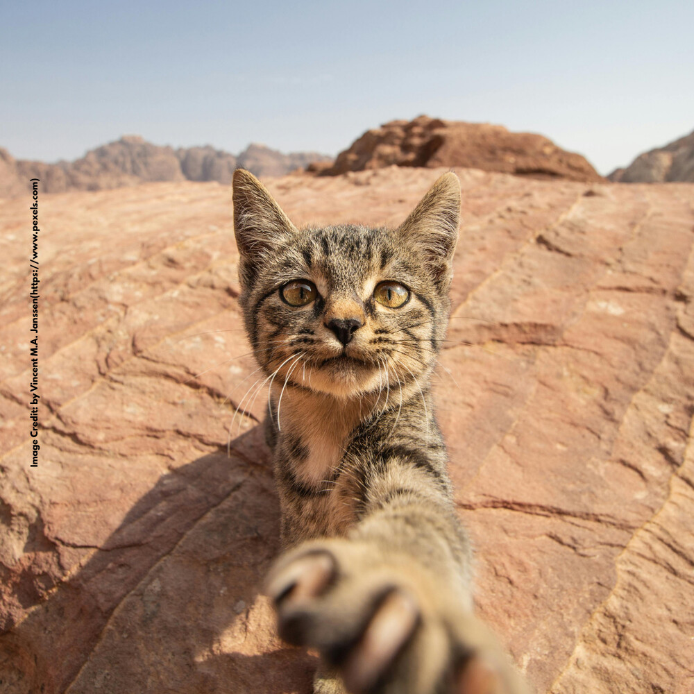 Desert Cat