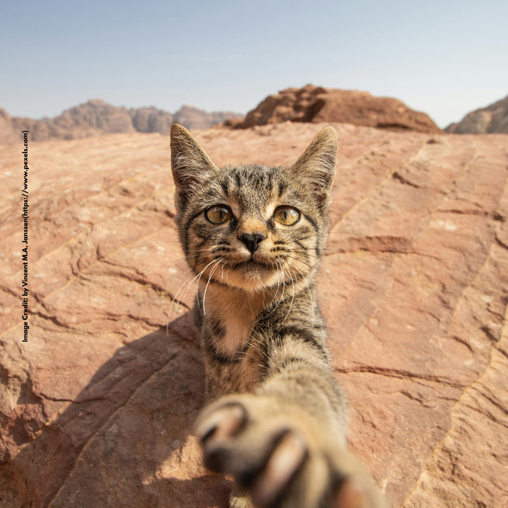 Desert Cat