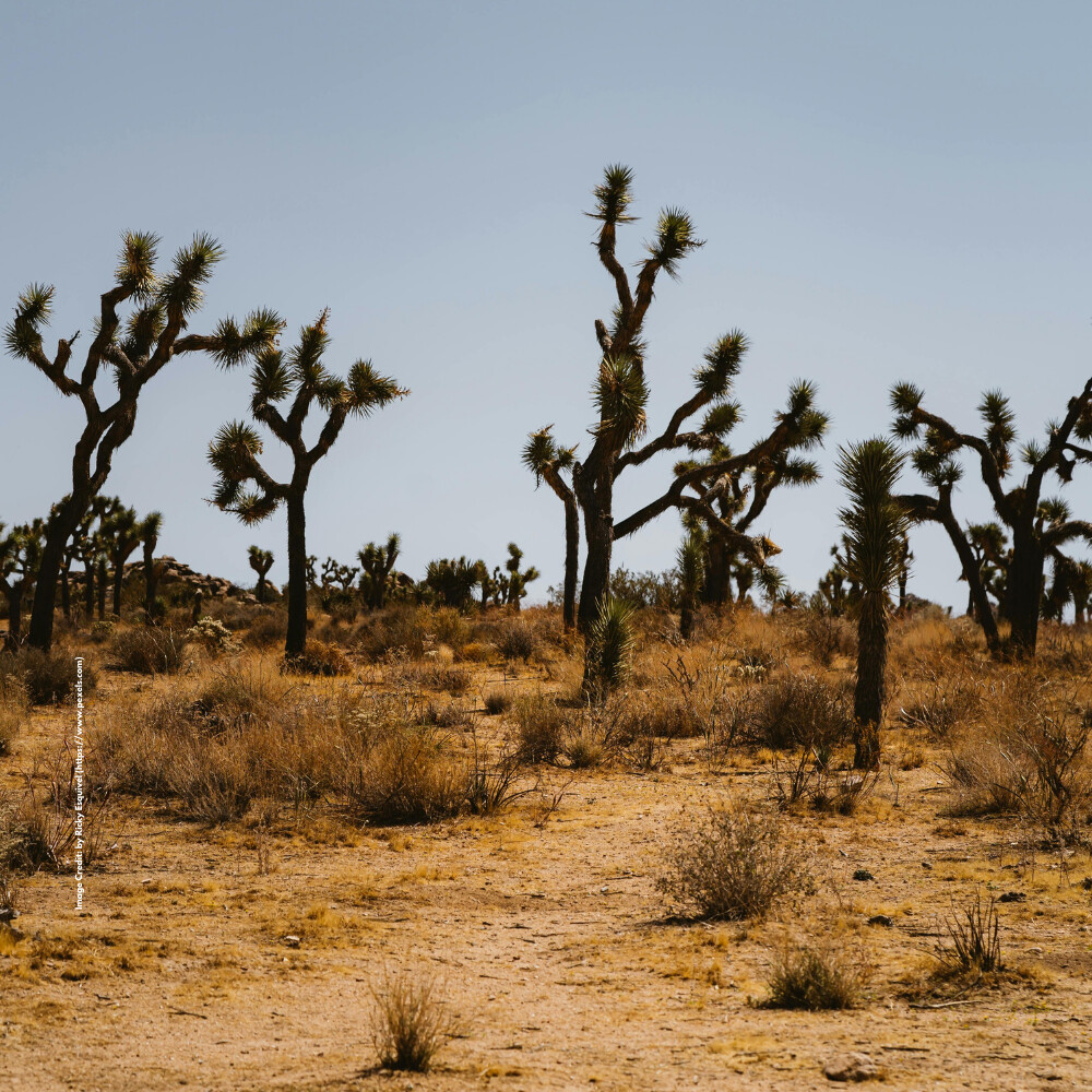Desert National Park