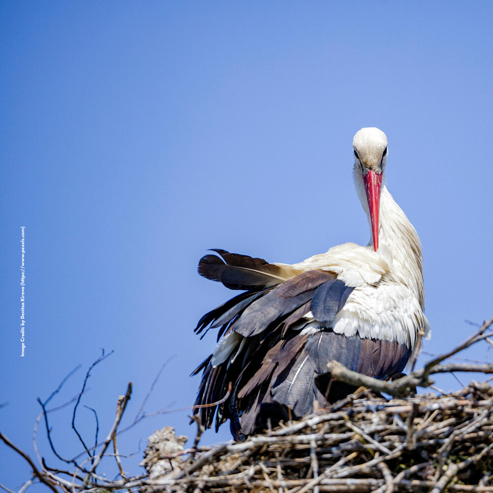Stork