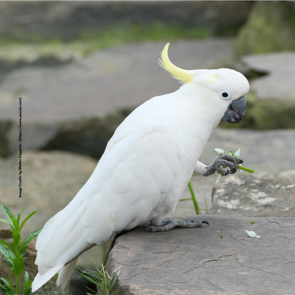 Philippine Cockatoo
